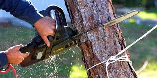 Trusted Poquoson, VA Tree Removal and Landscaping Services Experts